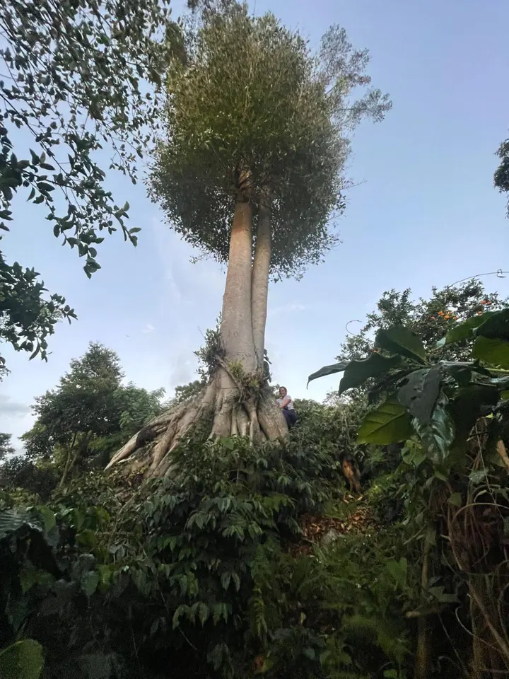 Un tronco alto se eleva sobre las rocas y la vegetación.