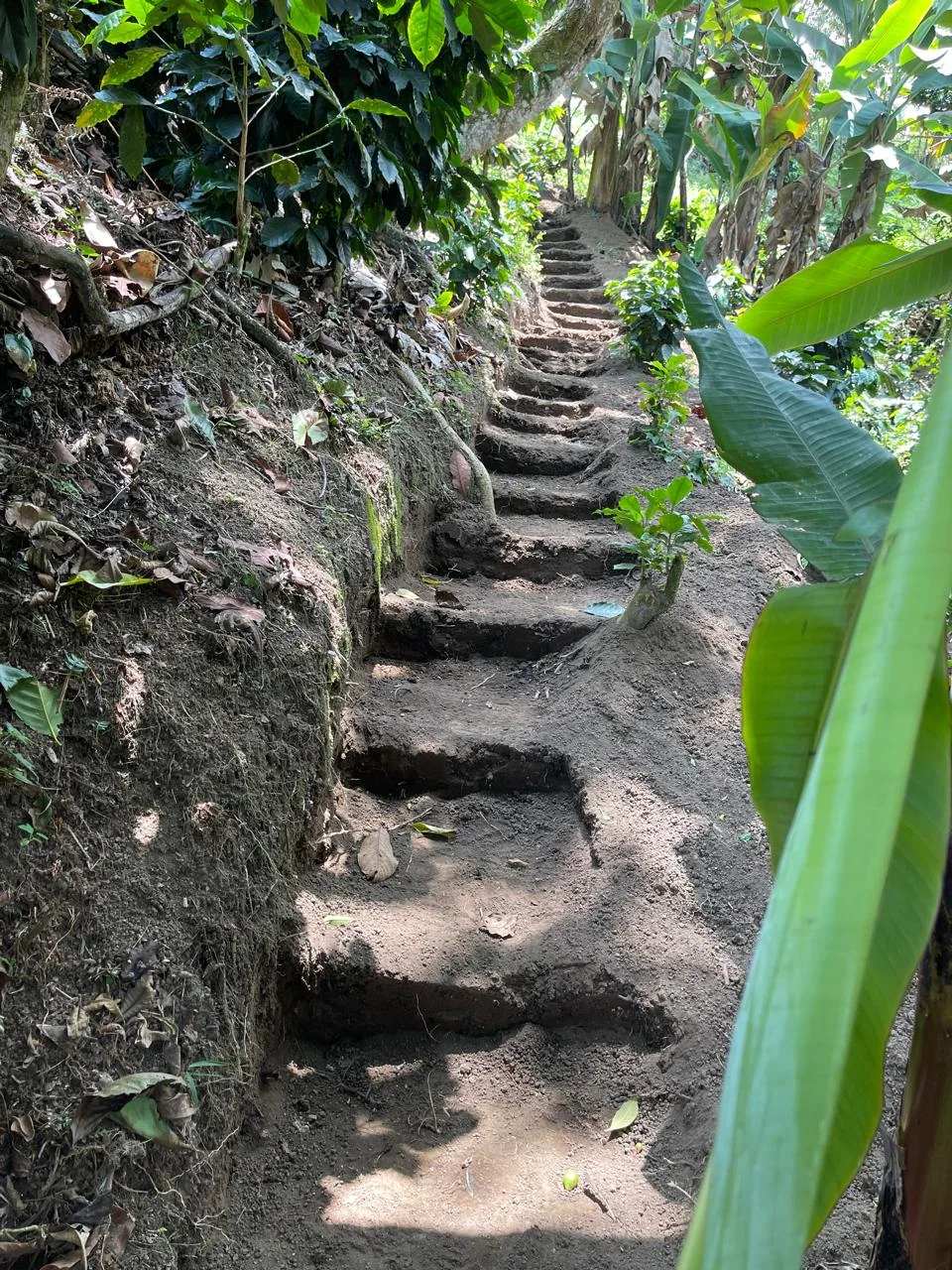 Escalones de piedra entre las plantas de la finca.