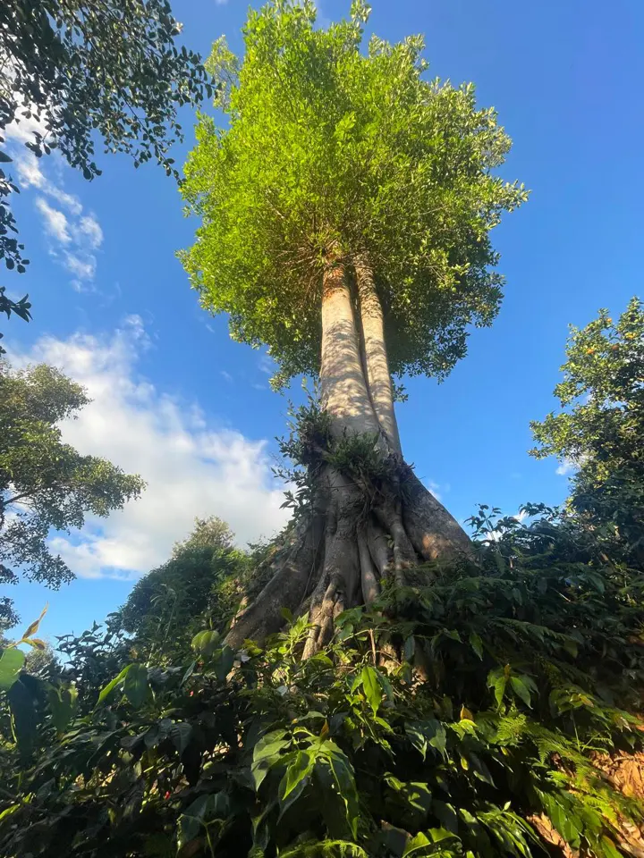 La copa de un árbol destaca contra el cielo azul.