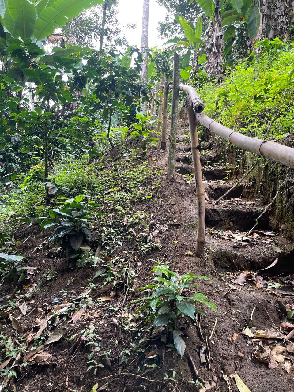 Sendero con escalones y pasamanos de madera entre la vegetación