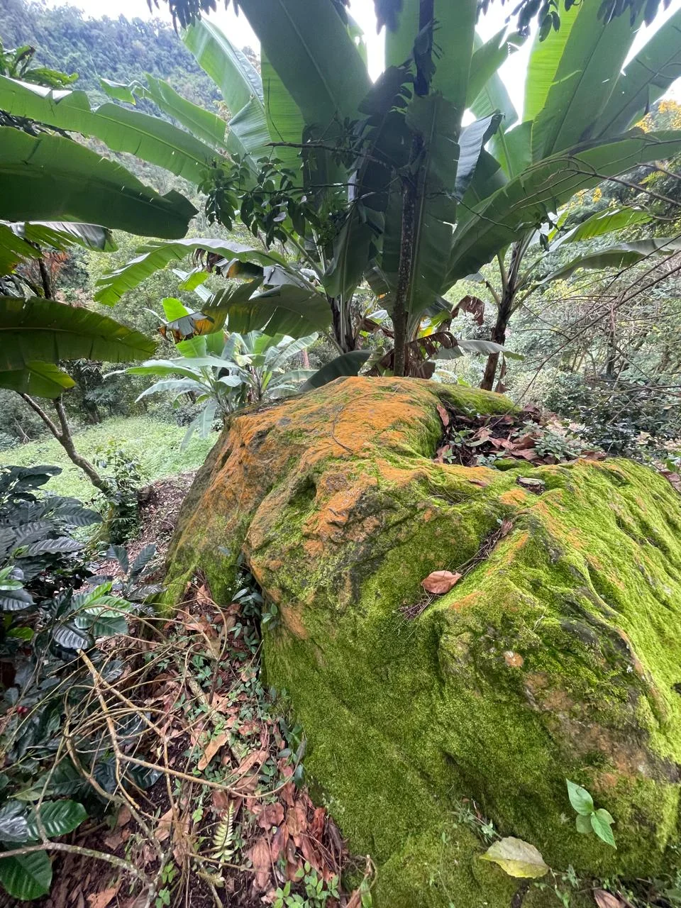 Rocas cubiertas de musgo y vegetación en la finca